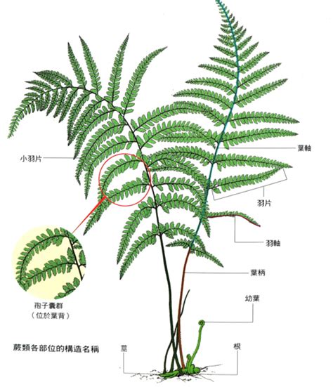 蕨 類 植物 代表 品種|認識蕨類植物：從古老單系群到現代分類學的演變 